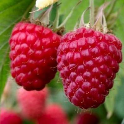 Средняя в Слониме