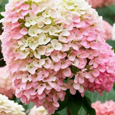 Низкорослые (карликовые) в Слониме