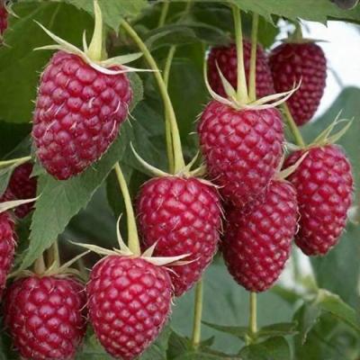 Высокая в Слониме