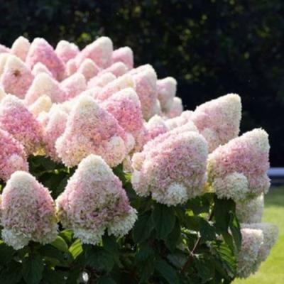 Бело-розовая в Слониме