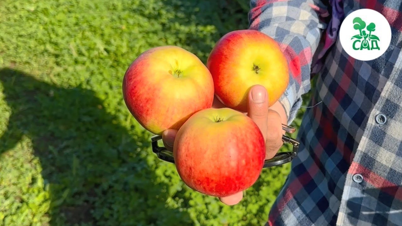Превью видео