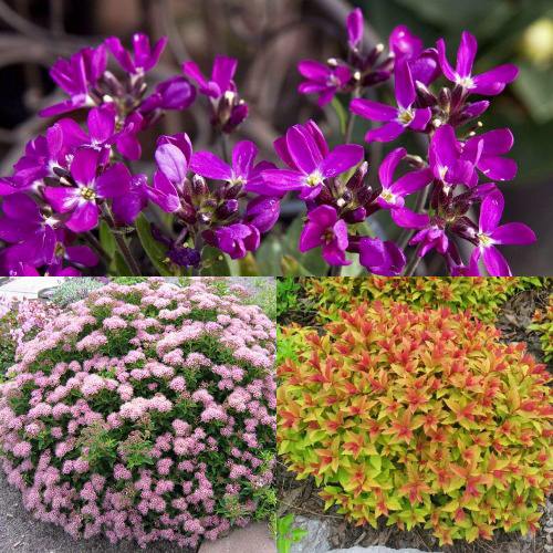 Комплект ЯПОНСКИЙ САД в Слониме