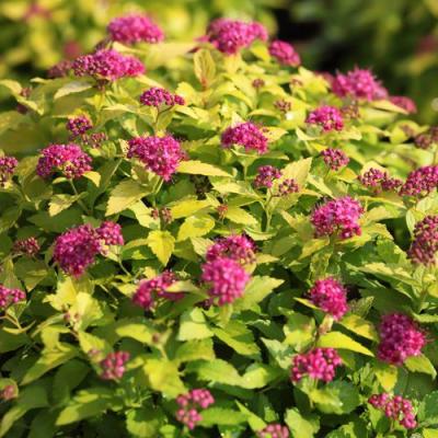 Японская в Слониме