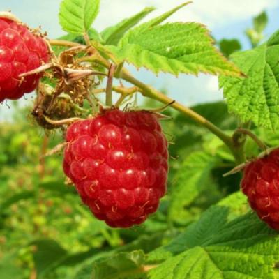 Бесшипная в Слониме