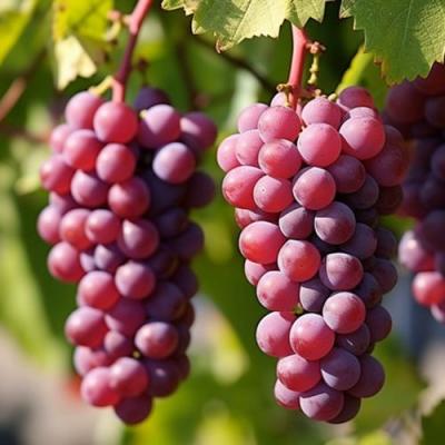 Фиолетовый в Слониме