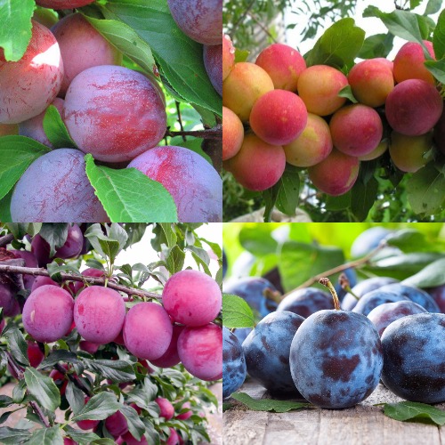 Комплект СЛИВОВЫЙ САД в Слониме