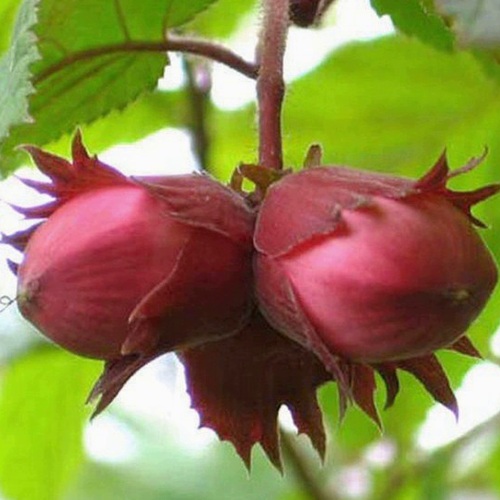 Фундук АЙВЕНГО в Слониме