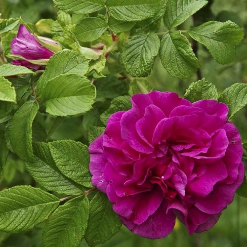 Шиповник ХАНСА в Слониме