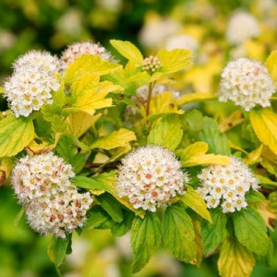 Желтый в Слониме