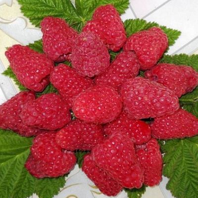 Сладкая в Слониме