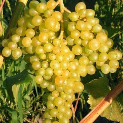 Желтый в Слониме