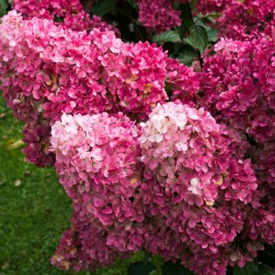 Фрайз в Слониме