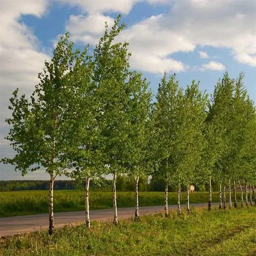 Береза обыкновенная в Слониме