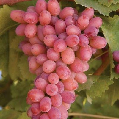 Розовый виноград в Слониме