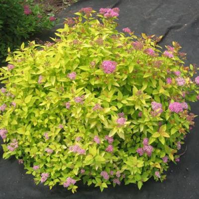 Голден в Слониме