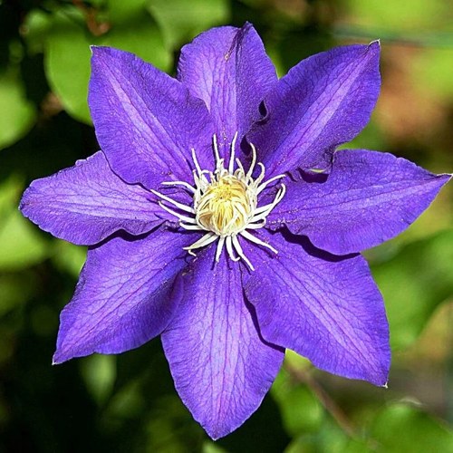 Клематис ЗЕ ПРЕЗИДЕНТ в Слониме