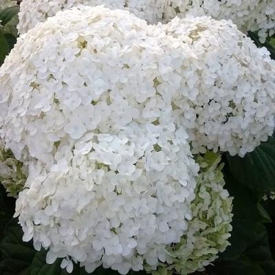 Белая в Слониме