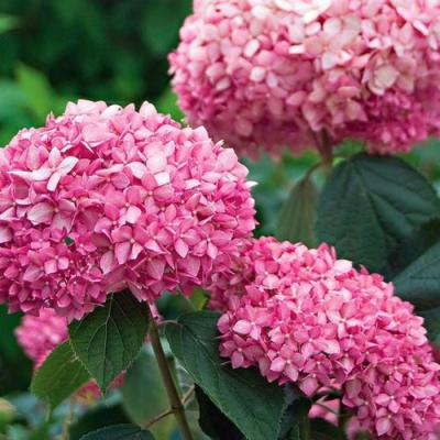 Розовая в Слониме