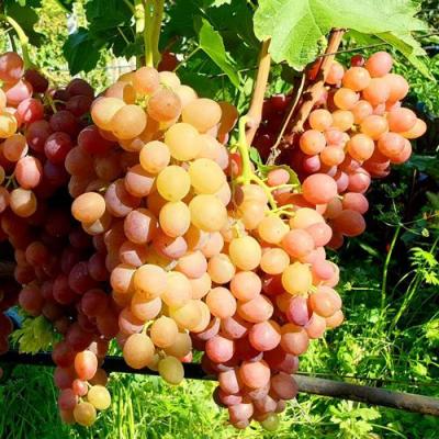 Сладкий в Слониме