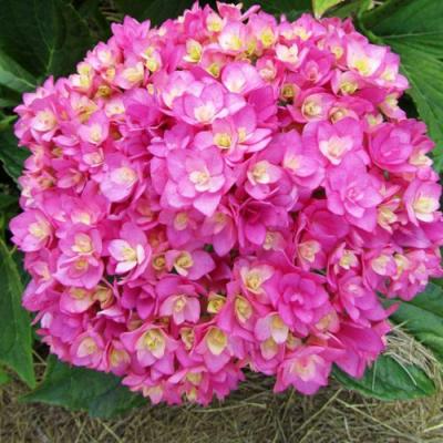 Ремонтантная в Слониме