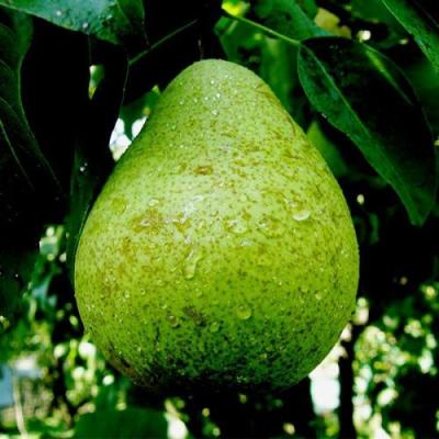 Зеленая в Слониме