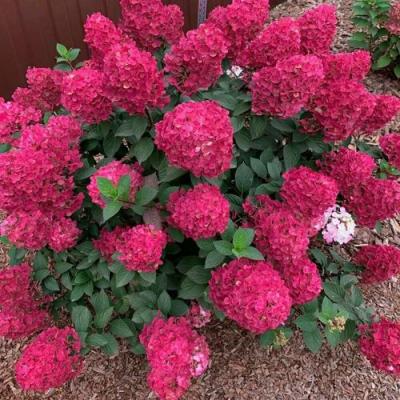 Красная в Слониме