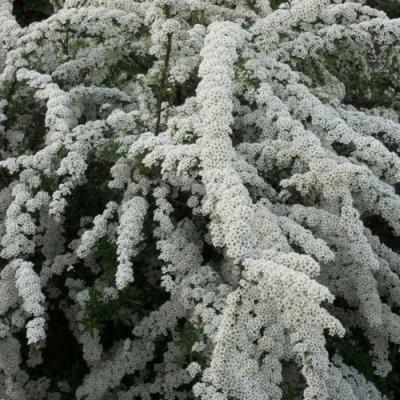 Серая в Слониме