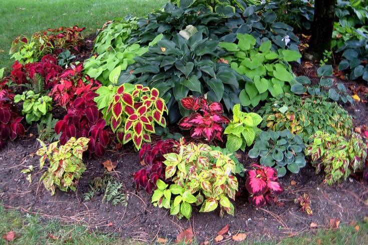 Обновление ассортимента: новые саженцы многолетних растений