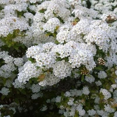 Белая в Слониме