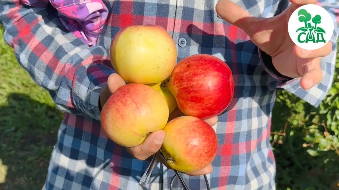 Превью видео