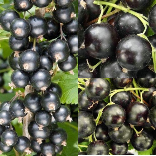 Комплект ЧЕРНАЯ СИЛА в Слониме