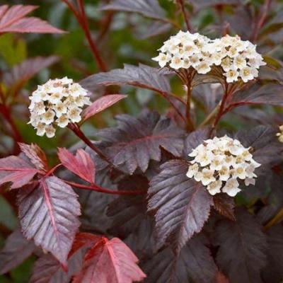 Бордовый в Слониме