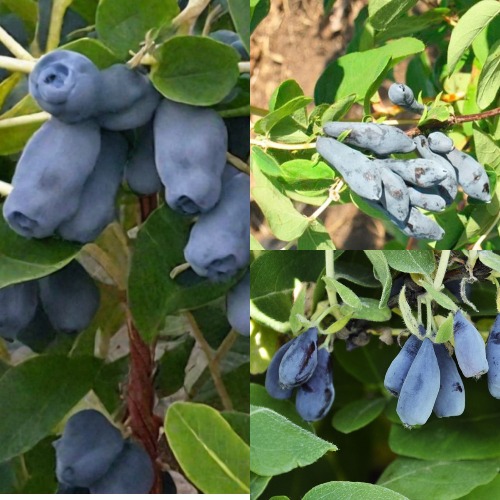 Комплект СЕВЕРНЫЕ ВИТАМИНЫ в Слониме