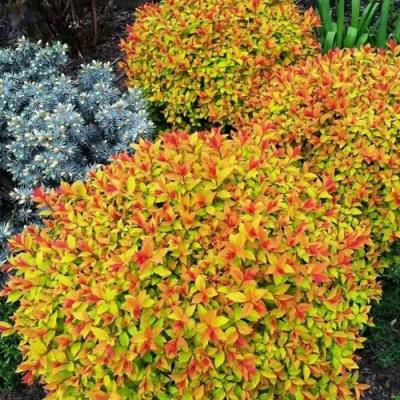 Низкорослая в Слониме