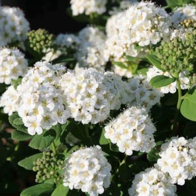 Березолистная в Слониме