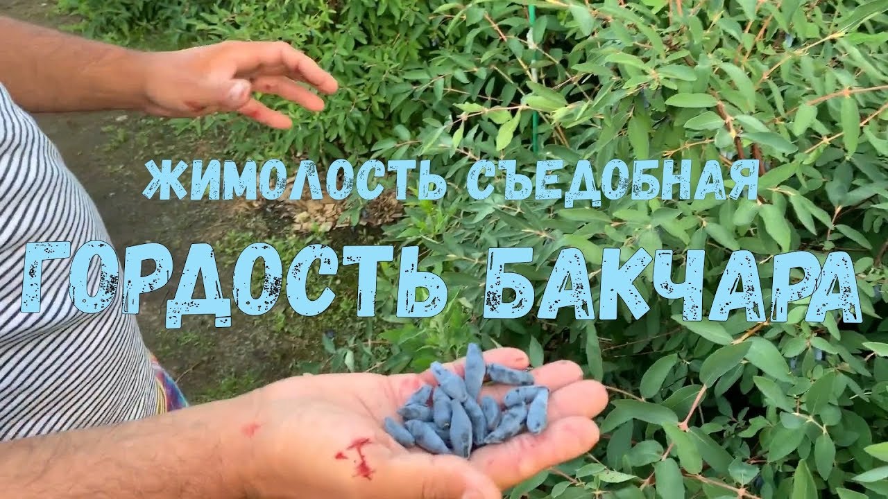 Превью видео