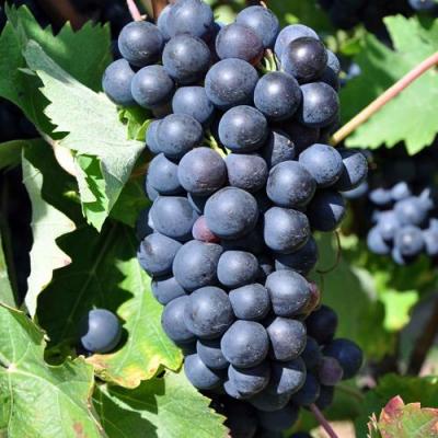 Круглый в Слониме