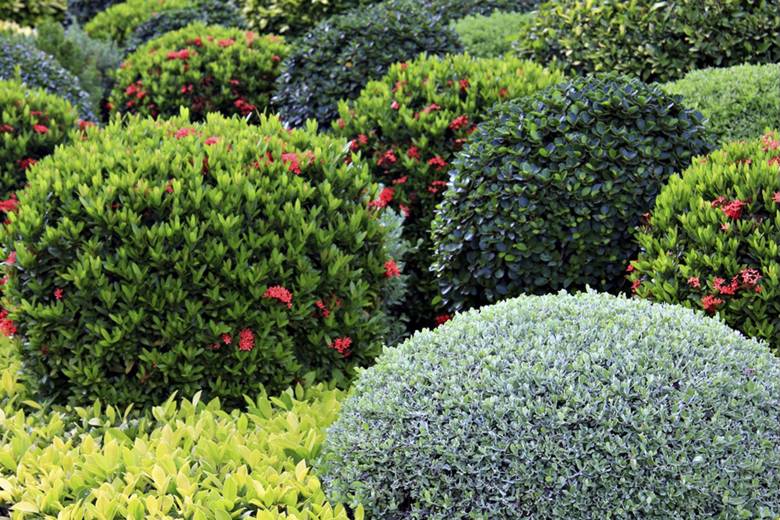 Обновление ассортимента: новые саженцы декоративных растений уже в продаже