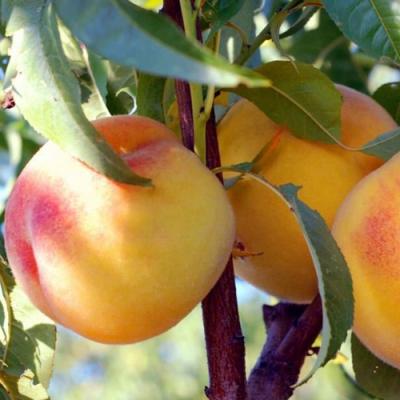 Колонновидные персики в Слониме