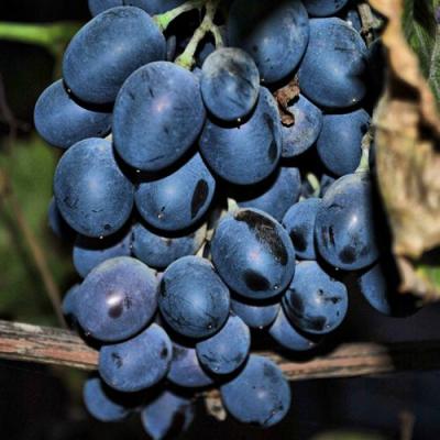 Синий в Слониме