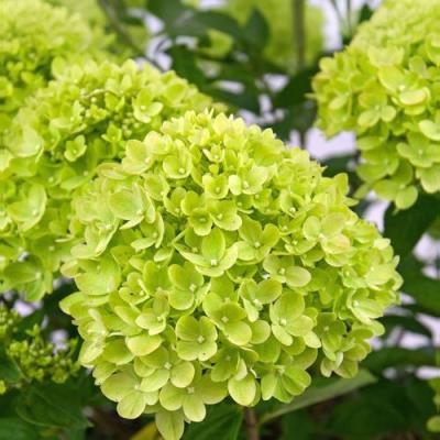 Зеленая в Слониме