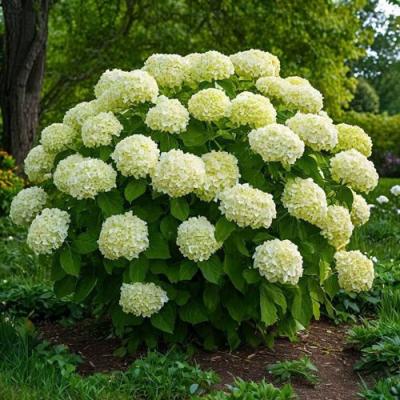 Большие (высокие) в Слониме