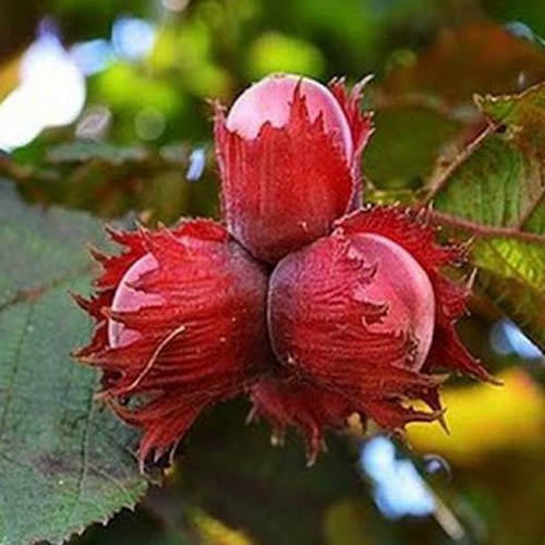 Фундук КРАСНЫЙ ЯНТАРЬ в Слониме