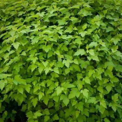 Зеленый в Слониме