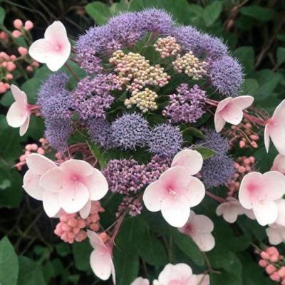 Шершавая в Слониме