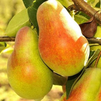 Красавица в Слониме