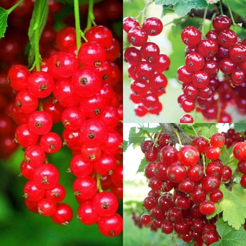 Комплект КРАСНЫЙ УРОЖАЙ в Слониме