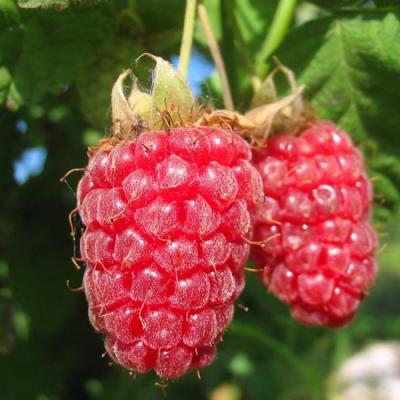 Крупная в Слониме