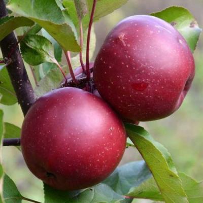 Яблоня красномясая в Слониме
