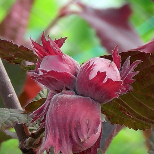 Фундук КАРДИНАЛ в Слониме